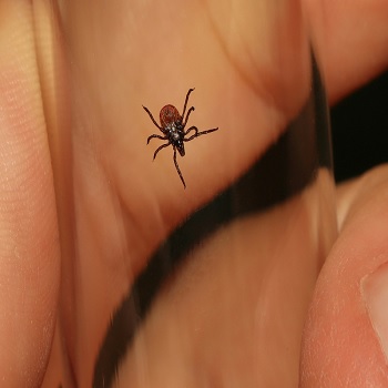 Tick Carrying Lyme Disease
